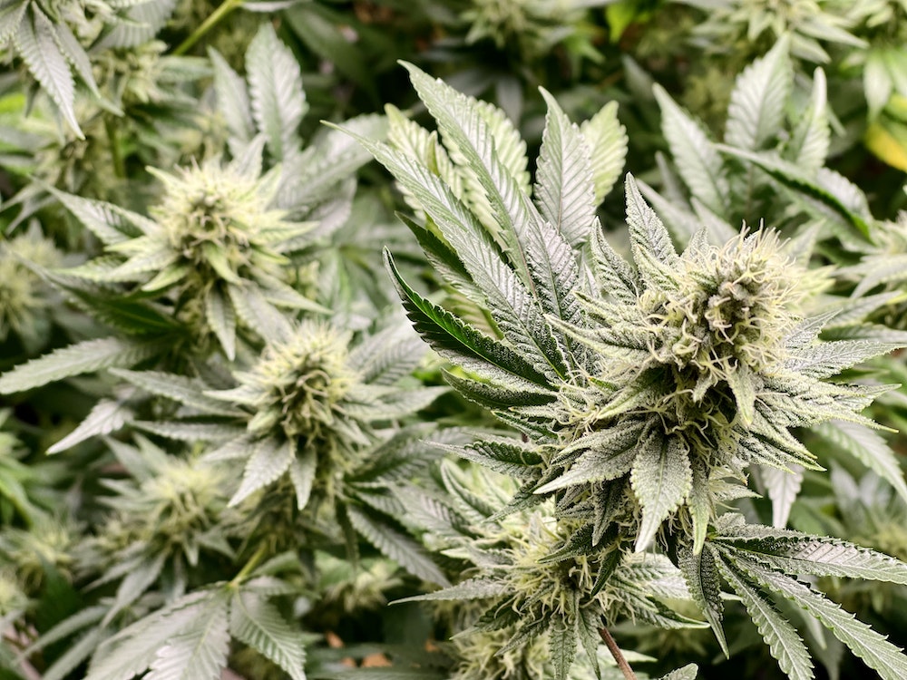 L'Agence du Médicament interdit la vente du dérivé de cannabis HHC : une décision nécessaire pour la santé publique